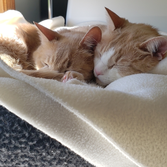 Meet your Posher, Julie - Picture 1 of 1